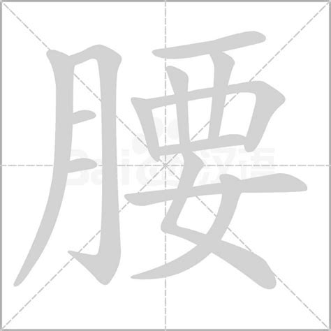 腰的造詞|腰：腰的意思/造詞/解釋/注音